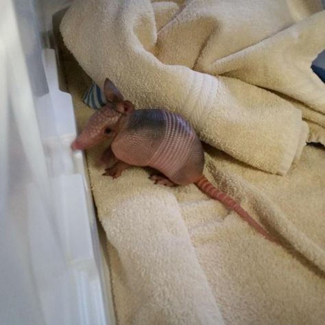 Armadillo Aesthetic, Armadillo Tattoo, Chili Board, Baby Armadillo, Cute Armadillo, Armadillo Art, Animals Photos, Favorite Animals, Silly Animals