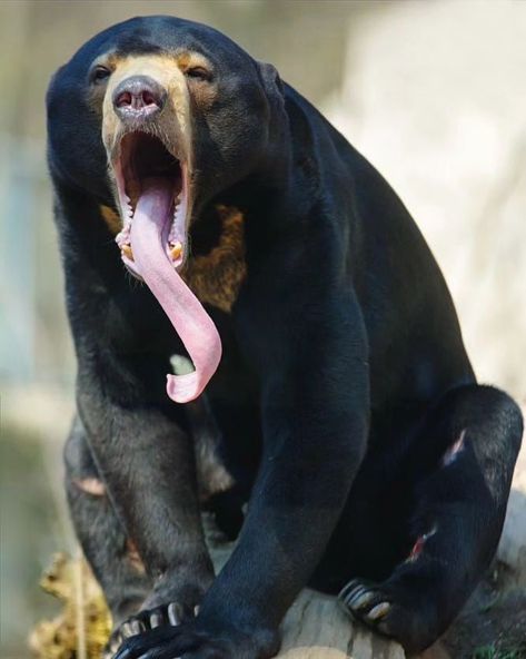 Malayan Sun Bear, Sun Bear, Sloth Bear, Spirit Bear, Wild Animals Pictures, Wild Beauty, Unusual Animals, Love Bear, Baboon