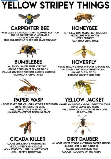 Bee Identification, Honey Bee Farming, Honey Bees Keeping, Bug Spray Recipe, Hoverfly, Types Of Bees, Bee Friendly Garden, Carpenter Bee, Bees And Wasps