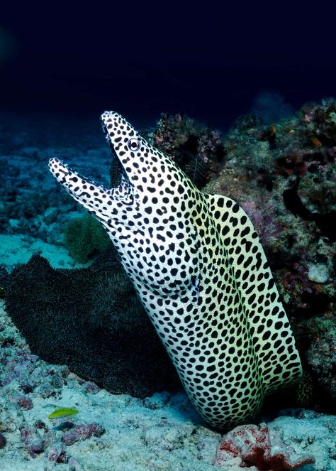 34 Moray Eel Facts: Double-Jawed Beauties of the Deep  #animals #underwater #morayeel Moray Eel Photography, Eel Photography, Animals Underwater, Swimming Photography, Electric Eel, Animals Tattoo, Moray Eel, Salt Water Fish, Underwater Animals