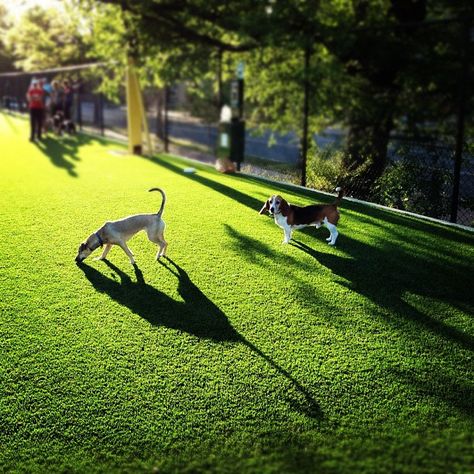 Bundy Dog Park is the neighborhood's social hub for dog owners.  Whoever decided to run artificial turf instead of dirt was a genius (and a dog owner). Artificial Turf For Dogs, Turf For Dogs, Landscape Paving, Dog Yard, Grasses Landscaping, Fake Grass, Long Lights, Long Light, Artificial Turf