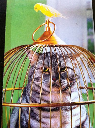 Postcrossing BY-133016 - Funny card with cat in birdcage and bird outside of it. Sent by Postcrosser in Belarus. Animal Antics, Cats Meow, Crazy Cat Lady, Bird Cage, 귀여운 동물, Crazy Cats, A Cat, Animal Pictures, Cats And Kittens