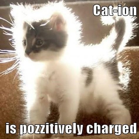 cations Medische Humor, Chemistry Cat, Lucky Ducky, Nerdy Jokes, Nerd Jokes, Cute Cat Memes, Science Nerd, Nerd Humor, Bd Comics