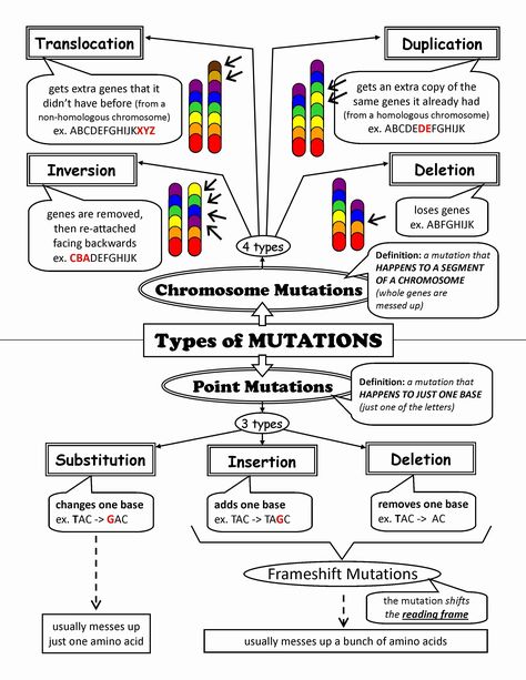 Gene and Chromosome Mutation Worksheet Beautiful 53 Gene Mutations Worksheet Chromosome Mutation Worksheet Dna Transcription And Translation, Dna Transcription, Dna Worksheet, Molecular Genetics, Biology Worksheet, Transcription And Translation, Study Biology, Biology Classroom, High School Biology