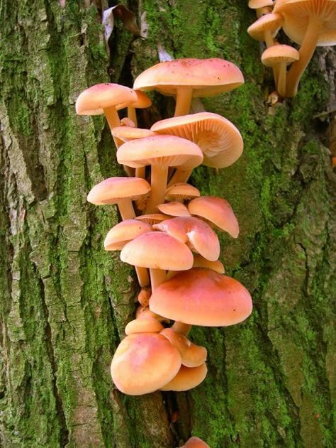 22 Edible Mushrooms that Grow on Trees | Balcony Garden Web Mushrooms That Grow On Trees, Pretty Mushrooms Nature, Mushrooms Growing On Trees, Mushroom On Tree, Mushrooms On Trees, Pretty Mushrooms, Mushroom Types, Hackberry Tree, Different Types Of Mushrooms