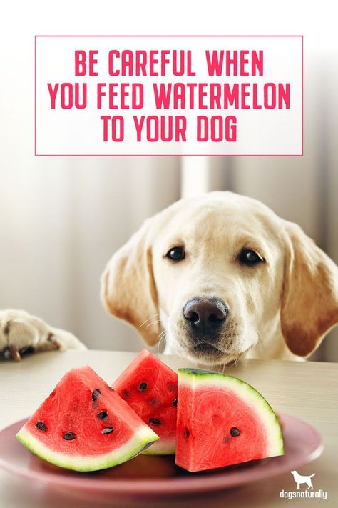 Summer’s here! Which means carts full of healthy and refreshing treats for you and your dog on those hot sunny days. Some of your treats may even be the same … such as apples, berries or cantaloupe. But what about watermelon? Can dogs eat watermelon? The short answer is yes! But before you serve watermelon to your dog, there are some things you need to know. Otherwise your dog may find watermelon to be more trouble than it’s worth. Click here to read more. #dognutrition #healthydog #doghealth Watermelon Mixed Drinks, Watermelon Snacks, Freeze Watermelon, Freezing Watermelon, Watermelon For Dogs, Can Dogs Eat Watermelon, Watermelon Drinks, Watermelon Snack, Watermelon Dessert