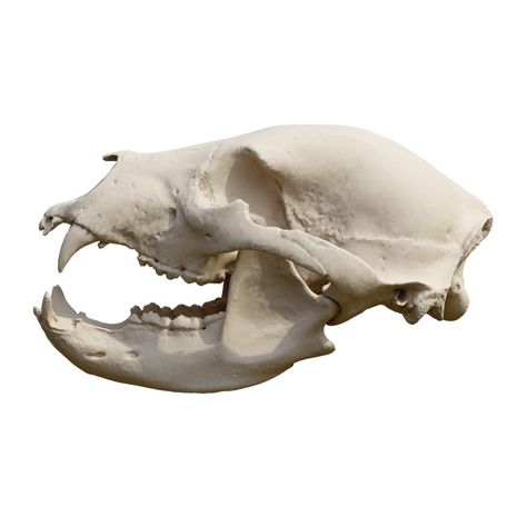 Black Bear Skull 3D models download,and view in VisionPro, Meta Quest - Freecreat Skull Side View, Omnivorous Animals, Carnivorous Animals, White Rhinoceros, Bear Skull, Apple Vision Pro, Shark Hat, Green Iguana, Stone Chimney