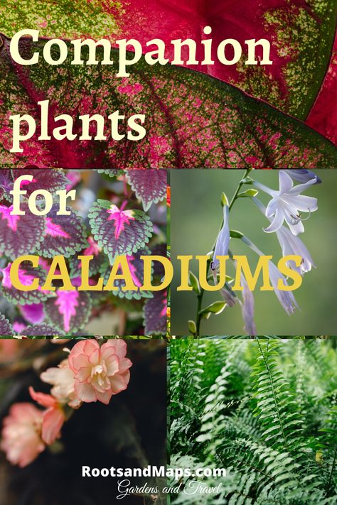 Caladiums In Containers, Caladium And Fern Planter, Caladiums In Pots Front Porches, Caladium Planter Ideas, Coleus Planter Ideas, Caladiums Landscaping, Caladium Container Ideas, Caladiums In Pots, Impatient Flowers