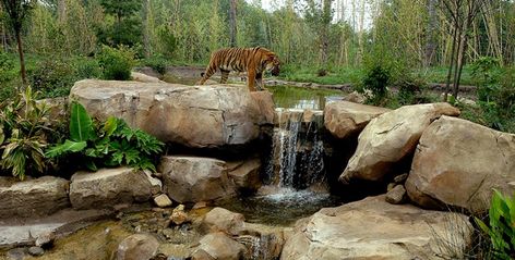 Slawson Tiger Trek | WDM Architects Tiger Species, Tiger Zoo, Zoo Project, Outdoor Water Feature, Beautiful Tiger, Wichita Kansas, Land Of Oz, Wichita Ks, Water Feature