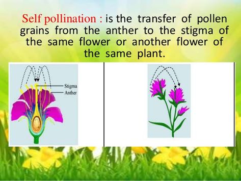 Self pollination vs Cross pollination: define? | Socratic Pollination Worksheet, Self Pollination, Science Memes Funny, Igcse Biology, Cross Pollination, Plant Images, Science Worksheets, Science Humor, Elementary Science