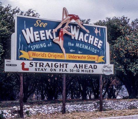 Roadside Florida on Instagram: “1960s roadside billboard on Hwy. 50 advertising Weeki Wachee. #weekiwachee #mermaids #FloridaTourism #RoadsideFlorida #FloridaVacation…” Vintage Florida Aesthetic, Retro Billboard, Florida Aesthetic, Old Florida Aesthetic, Old Billboard, Weeki Wachee Florida, Old Billboards Vintage Signs, 50s Billboards, 1960s Road Trip