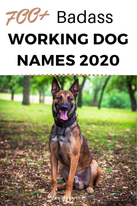 Whether you are thinking about getting a Rottweiler, Husky, Doberman or Boxer they are all large and powerful breeds that deserve a tough and badass name. In this post, you will not only find 700+ working dog names but also inspirations for military, hunting and sled dog names. It's probably the most versatile dog group and the 30 recognized breeds under it excel at jobs like guarding, police work, and sledding. #badass #working #dognames Farm Dog Names, Doberman Names, Police Dog Names, Boxer Dog Names, Hunting Dog Names, Rottweiler Names, Rottweiler Breeders, Husky Names, German Shepherd Names