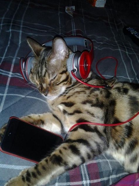 You Said You Like My Playlist, Spofity Playlist Pfp, Cat With Earphones, 300x300 Spotify Covers, Artificer Armorer, Cat Captions, Y2k Cat, Dnd Inspiration, Playlist Covers Photos