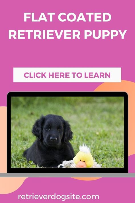 This retriever is not as well known as the other band of retrievers, especially the golden retriever and the Labrador retriever. They do in fact, resemble the golden, but only have black or liver coats. A full-grown Flat-Coated retriever will weigh from 55lbs – 80lbs. These are average weights and males generally weigh more than females. Puppy Growth Chart, Weight Chart, Weight Charts, Flat Coated Retriever, Retriever Puppies, Retriever Puppy, Growth Chart, Retriever Dog, Labrador Retriever