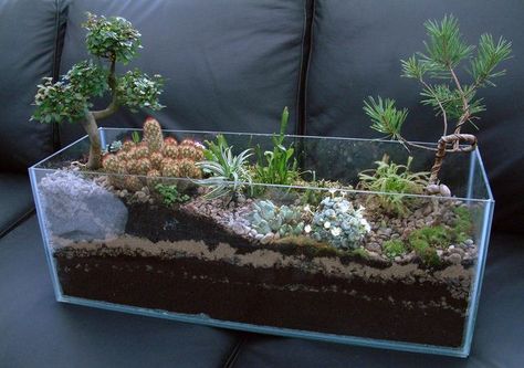 For the failed hobby aquarist — transform your aquarium tank into a dry… Miniature Garden Ideas, Fish Tank Garden, Kaktus Dan Sukulen, Aquarium Garden, Cactus Terrarium, Diy Succulent Terrarium, Fish Tank Terrarium, Diy Aquarium, Garden Terrarium