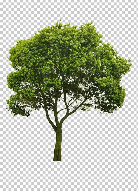 Branch Christmas Tree, Red Rose Png, Tree Arborist, Photography Png, Tree Photoshop, Plant Png, Wallpaper Display, Landscape Design Drawings, Sycamore Tree