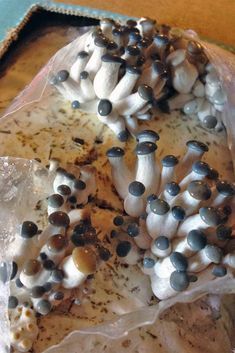 Mushroom Gardening, Mycelium Network, Mushroom Business, Growing Mushrooms Indoors, Mushroom Room, Mushroom Diy, Mushroom Farming, Mushroom Guide, Edible Fungi