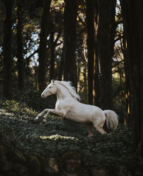 Horses In Pasture, Horse Art Reference, Skeleton King, Beautiful Horses Photography, Horse Riding Equestrian, Enchanted Wood, Horse Wallpaper, Equine Photographer, Horse Aesthetic