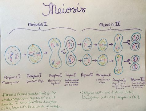 Cell Forms, Chalkboard Drawings, Grade 9, Waldorf Education, Chalkboard, Education, Drawings