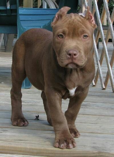 Chocolate #pittie #pitbull Chocolate Pitbull, Pitbull Dog Puppy, Pitbull Puppies For Sale, Pit Bull Puppies, Bully Breeds Dogs, Bully Dog, Pitbull Puppies, Bully Breeds, Pit Bulls