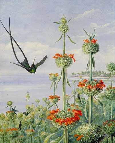 Leonotis. A brilliant fast growing annual for a tropical border. Victorian Explorer, Organic Mechanic, Marianne North, Antique Art Prints, Artemisia Gentileschi, Royal Botanic Gardens, 30 August, Botanic Gardens, Kew Gardens