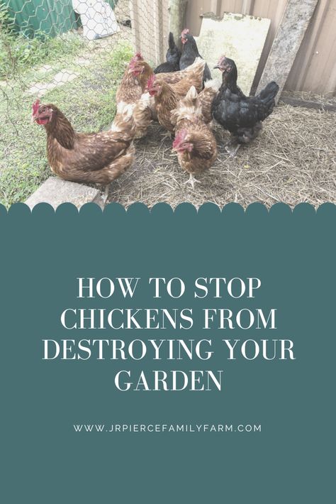 How to Keep Chickens from Destroying Your Garden — J&R Pierce Family Farm: Official Blog How To Keep Chickens, Garden Chickens, Chicken Pecking, Rock Bed, Chicken Owner, Chicken Tractor, Dust Bath, Keeping Chickens, Chicken Runs