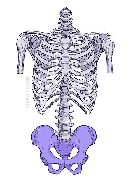 How to Draw the Torso Easier, an Illustrated Guide | GVAAT'S WORKSHOP Scapula Bone, Human Back, Skeleton Anatomy, Skeleton Drawings, Drawing Cartoon Faces, Female Torso, Human Anatomy Drawing, Human Anatomy Art, Anatomy For Artists