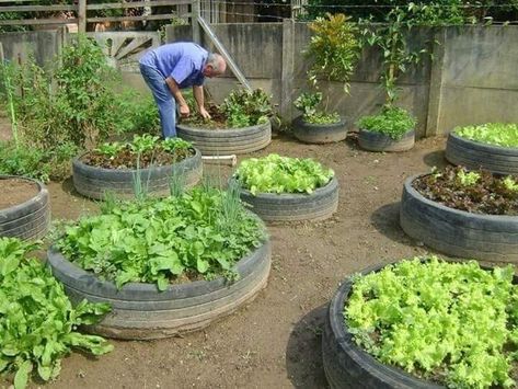 Home Farming, Farming Ideas, Growing Mushrooms At Home, Tire Garden, Vegetable Garden Beds, Cash Crop, Indoor Vegetable Gardening, Garden Help, Veg Garden