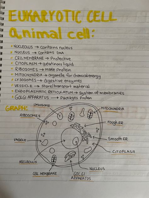 Handmade notes Mitochondria Notes, Handmade Notes, Learn Biology, Eukaryotic Cell, Chemical Energy, Biology Facts, Bible Topics, Animal Cell, 6th Grade Science