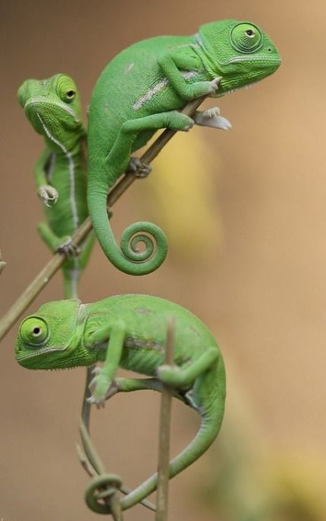 Chameleon lizard reptile green three curly tail Veiled Chameleon, Chameleon Lizard, Reptiles And Amphibians, Animal Planet, Animal Photo, Nature Animals, Amphibians, 귀여운 동물, Animals Friends