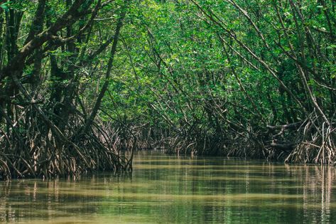 Mangrove Forest Photography, Wood Leaf, Mangrove Forest, Book Trailer, Photo Tree, Fantasy Rpg, Premium Photo, In Nature, Madagascar