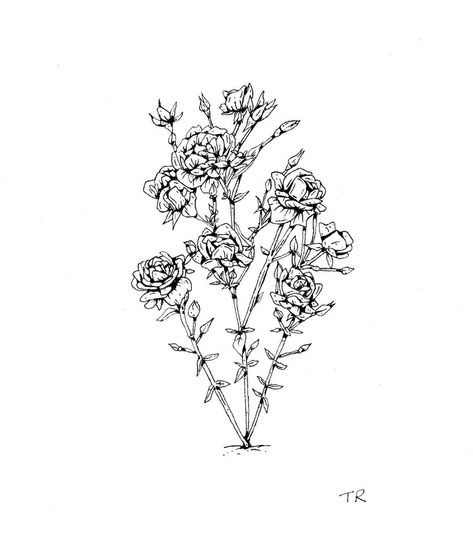 tara rook on Instagram: “Rose bush commission 🌹 ♥️ ✍️ been loving these requests lately!  They make everyone happy 😊. DM for a custom drawing! $50 (+shipping) for…” Rose Bush Drawing, Rose Bush Tattoo, Bush Tattoo, Bush Drawing, Rose Bush, Custom Drawing, Tattoos Ideas, Tatting, Tattoo Ideas