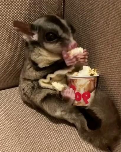 Baby Animals Real, Sugar Glider Pet, Baby Animals Cute, Animals Video, Cutee Animals, Little Animals, Cute Animal Drawings Kawaii, Animals Cute