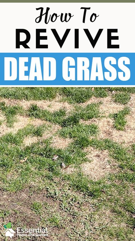 How To Make Grass Seed Grow Fast, Lawn Makeover On A Budget, Grass Growing Tips Lawn, Homemade Grass Fertilizer, How To Get Grass To Grow In Bare Spots, Planting Grass Seed Summer, Grass Lawn Ideas, How To Kill Grass Naturally, Diy Grass Fertilizer Green Lawn