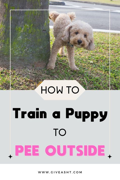 Don't know how to potty train your puppy? No problem. We'll show you how in just seven days. Follow these simple tips and your pup will be peeing outside like a pro! Train A Puppy, Dog Entertainment, How To Potty Train, Train Your Puppy, To Pee, Potty Train, Getting A Puppy, Positive Behavior, Training Your Puppy