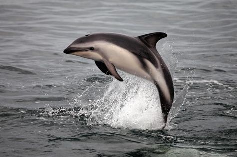 Kaikōura marine life. A dusky dolphin jumping out of the water. Dusky Dolphin, Animals Mythical, Critters 3, Ocean Creatures, Place To Visit, Disney Movie, Ocean Life, Magical Places, Art Beautiful