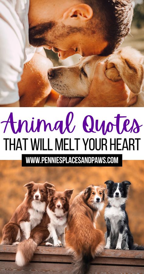 Animal Quotes That Will Melt Your Heart People Who Love Animals Quotes, Taxidermy Quotes, Animal Therapy Quotes, Animals Better Than Humans Quotes, Advice From A Dog, Dog Appreciation Quotes, Farm Animal Quotes Inspirational, Sick Pet Quotes Dogs, Pet Quotes Inspirational