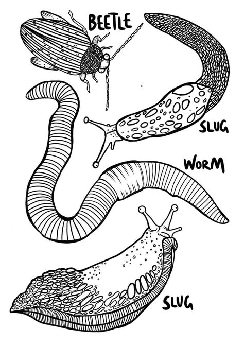 Slug And Snail Tattoo, Banana Slug Drawing, Cute Slug Drawing, Slug Embroidery, Slugs Drawing, Bug Outlines, Slug Painting, Slinky Malinki, Mole Drawing