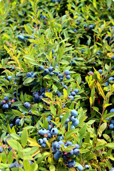 (Wild) Blueberry Fields Forever #healthy #food Blueberry Plant Aesthetic, Blueberry Field Photoshoot, Blueberry Field, Blueberry Aesthetic, Blueberry Bush, Blueberry Plant, Blueberry Fruit, Blueberry Bushes, Blue Berry