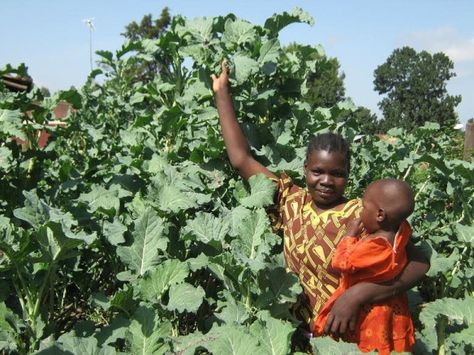 Edible Perennial Tree Collards from Africa Edible Perennials, Pineapple Tomato, Veggie Gardens, Grow Food, Permaculture Design, Drought Resistant, Growing Tomatoes, Summer Favorites, Grow Strong