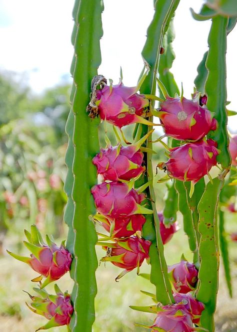 Plant Dragon, Hylocereus Undatus, How To Grow Dragon Fruit, Dragon Fruit Plant, Red Dragon Fruit, Buah Naga, Fruit Du Dragon, Thanh Long, Fruit Seeds