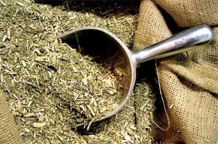 Yerba Mate Orgánica La Obereña Green Tea Vs Coffee, Yerba Mate Benefits, Yerba Mate Tea, Mate Tea, Curb Appetite, Speed Up Metabolism, Fast Metabolism Diet, Yerba Mate, Eat To Live