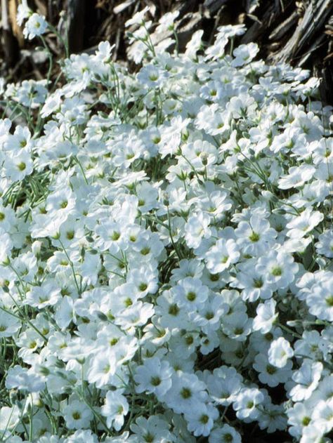 Billowing mounds of crystalline white flowers float over snow-in-summer's silvery foliage. It makes a delightful accent to a stone wall, patio, or garden border. Snow-in-summer is able to handle a range of soil types as well. Name: Cerastium tomentosum Growing Conditions: Full sun and well-drained soil Size: 3 inches tall Zones: 3-7