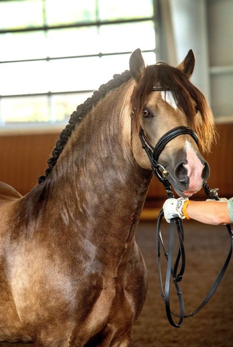 Draft Horse Breeds, Welsh Ponies, Kathiyawadi Horse, Suffolk Punch, Horse Colours, Equine Anatomy, Shah Of Iran, Marwari Horses, The Shah Of Iran