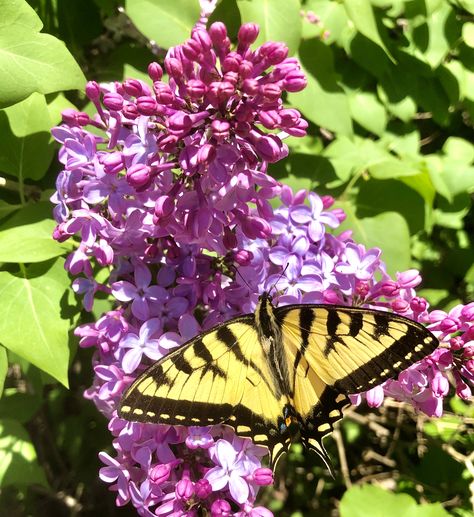 Our garden is brimming with life! The lilacs are in bloom and the butterflies are loving it. We're open now with shorter hours. Monday - Saturday 10-4, and Sunday 12-4. Masks are required and we are honoring social distancing standards. Come by and stock up on candles for summer and take a peek at all the flowers in our garden! Purple Milkweed, Purple Monarch Butterfly, Butterfly Landing On Flower, Butterfly Leopard Candles, Monarch Butterfly On Lavender, Monarch Butterfly Garden, Dark Beauty Photography, Summer Scent, Decoupage Furniture