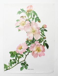 I think this is an eglantine rose Wildrose Tattoo, Plants Drawings, Wild Rose Tattoo, Flower Reference, Rose Poster, Illustration Rose, Natural Antioxidants, Tattoo Dog, Dog Rose