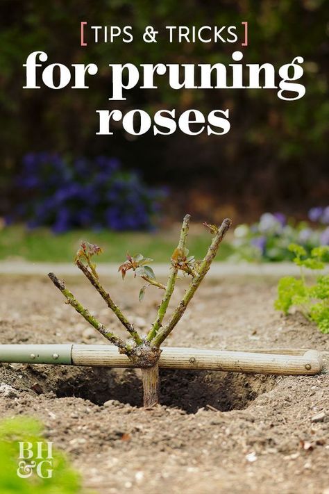 Taking Care Of Rose Bushes, Taking Care Of Roses, Roses Garden Care, Prune Roses, Rose Bush Care, Rose Pruning, Rose Garden Landscape, Rose Plant Care, Pruning Roses