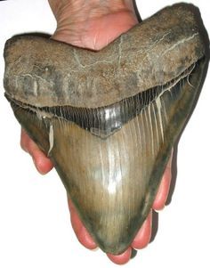 South Beach Ponte Vedra Shark Teeth | ... shark tooth at Mickler's ... Megalodon Shark Real, Mega Shark, Sharks Tooth, Sharks Teeth, Fossil Hunting, Megalodon Shark, Big Teeth, Animal Teeth, Rocks And Fossils