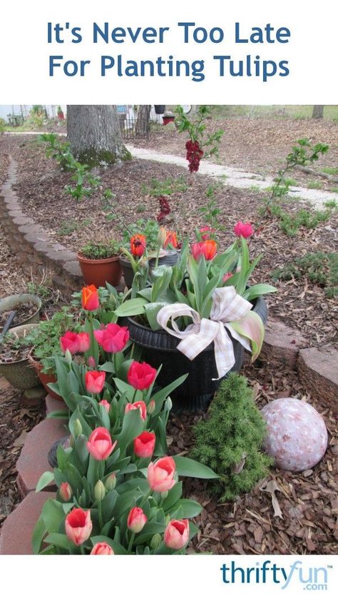 Best Place To Plant Tulips, When To Plant Tulips, Plant Tulips, Planting Tulip Bulbs, Planting Tulips, Tulip Bulbs, It's Never Too Late, Summer Inspiration, Planting Bulbs