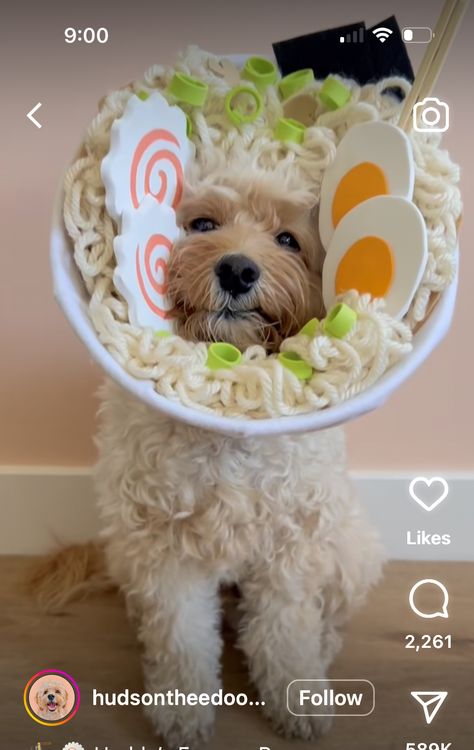 Ramen Costume, Bowl Of Ramen, Ramen Bowl, 20th Century Fox, Send Gift, All Hallows Eve, Animal Planet, Hallows Eve, Dog Stuff